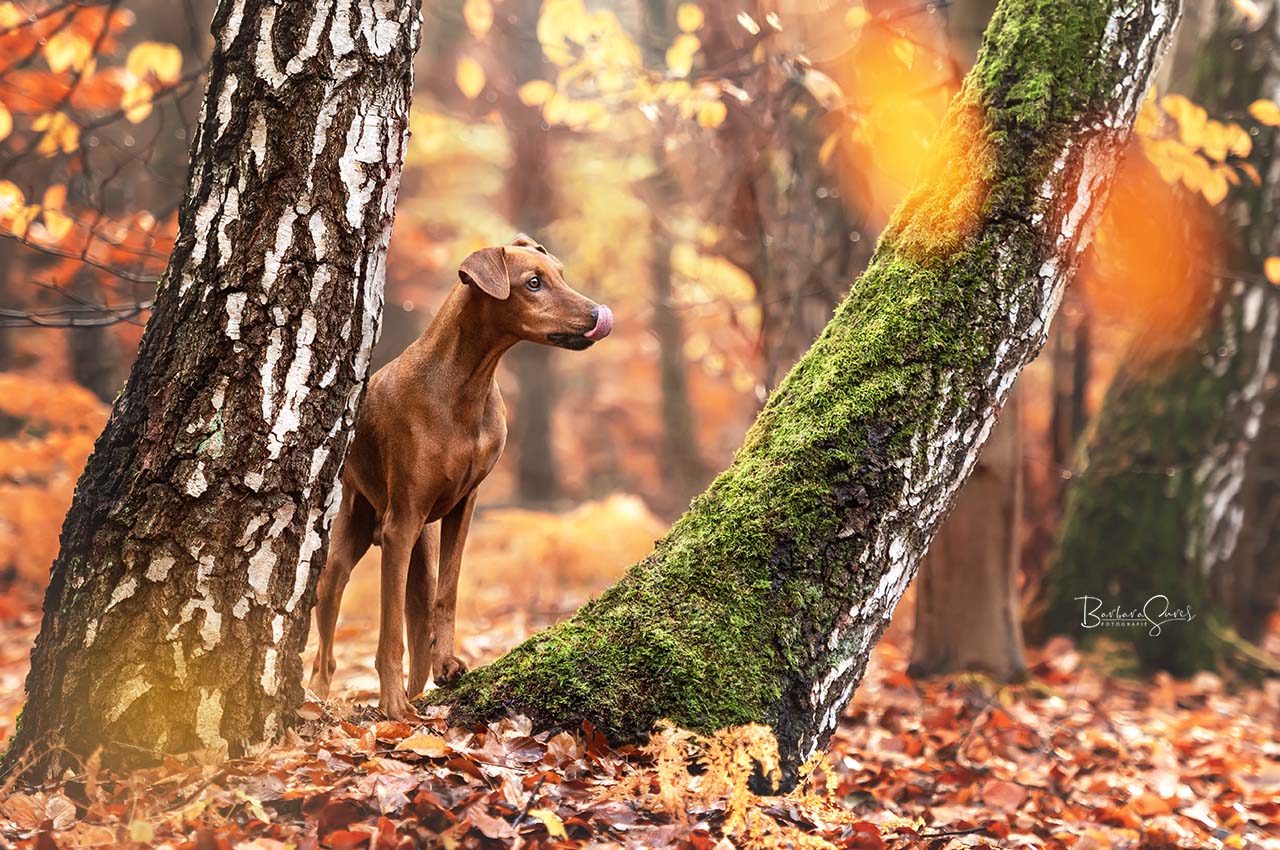 Hund, Haustier, Pinscher, Herbst, Herbstlaub, Sonne, im Wald