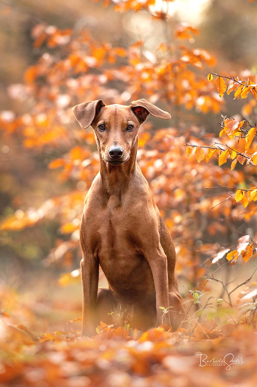 Hund, Haustier, Pinscher, Wald, Herbst, Herbstlauf, Sonne