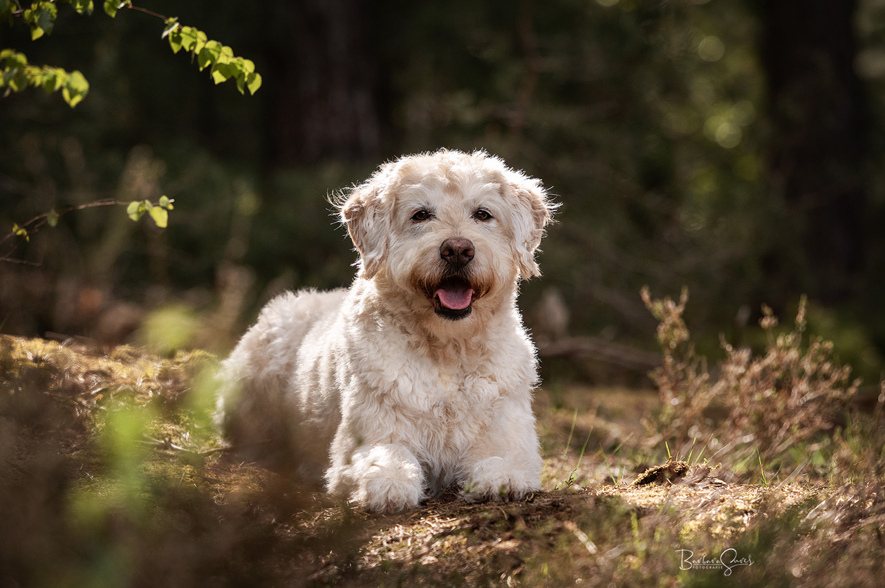Weißer Labradoodle Hund liegt im Wald