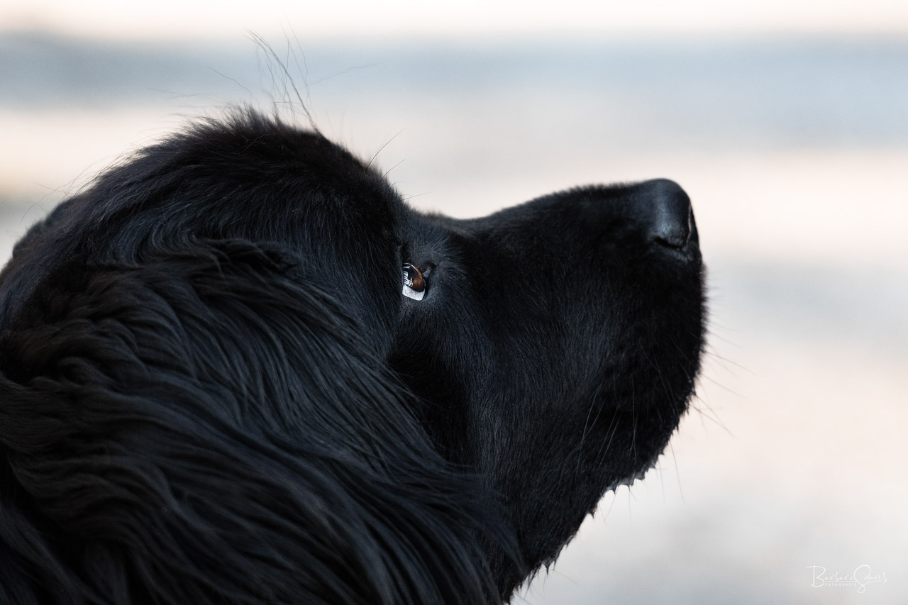Neufundländer Hund schaut den Besitzer an