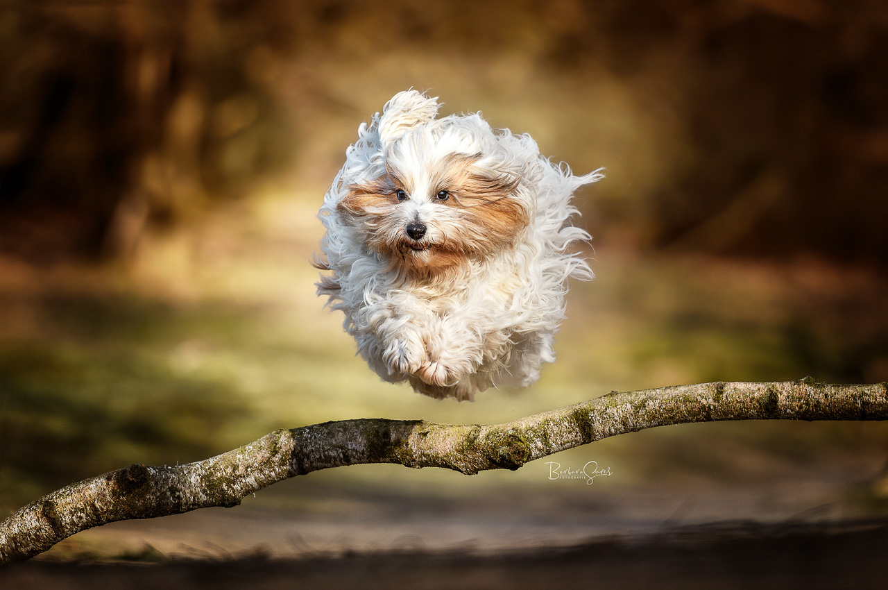 Hund springt voller Freude über einen Ast