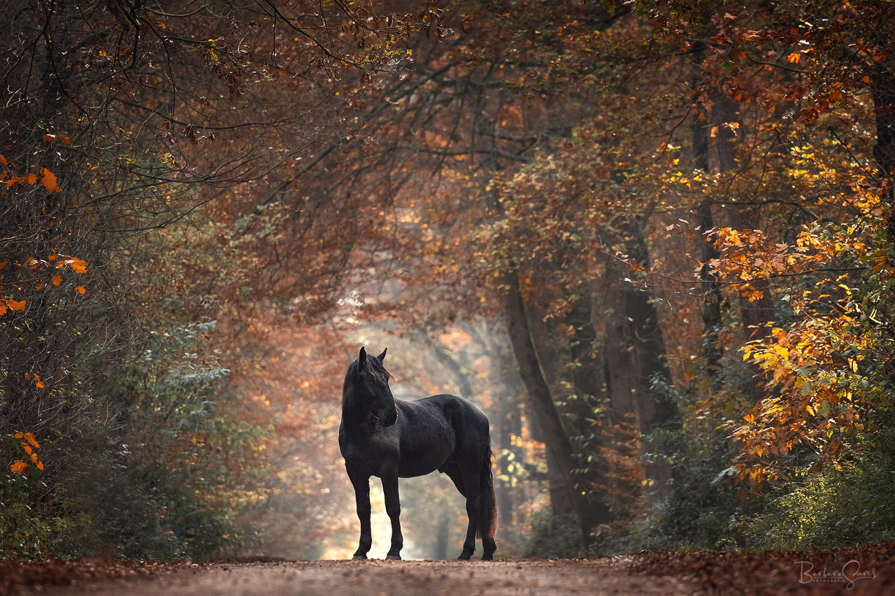 Ein Pferd steht im Wald auf dem Weg