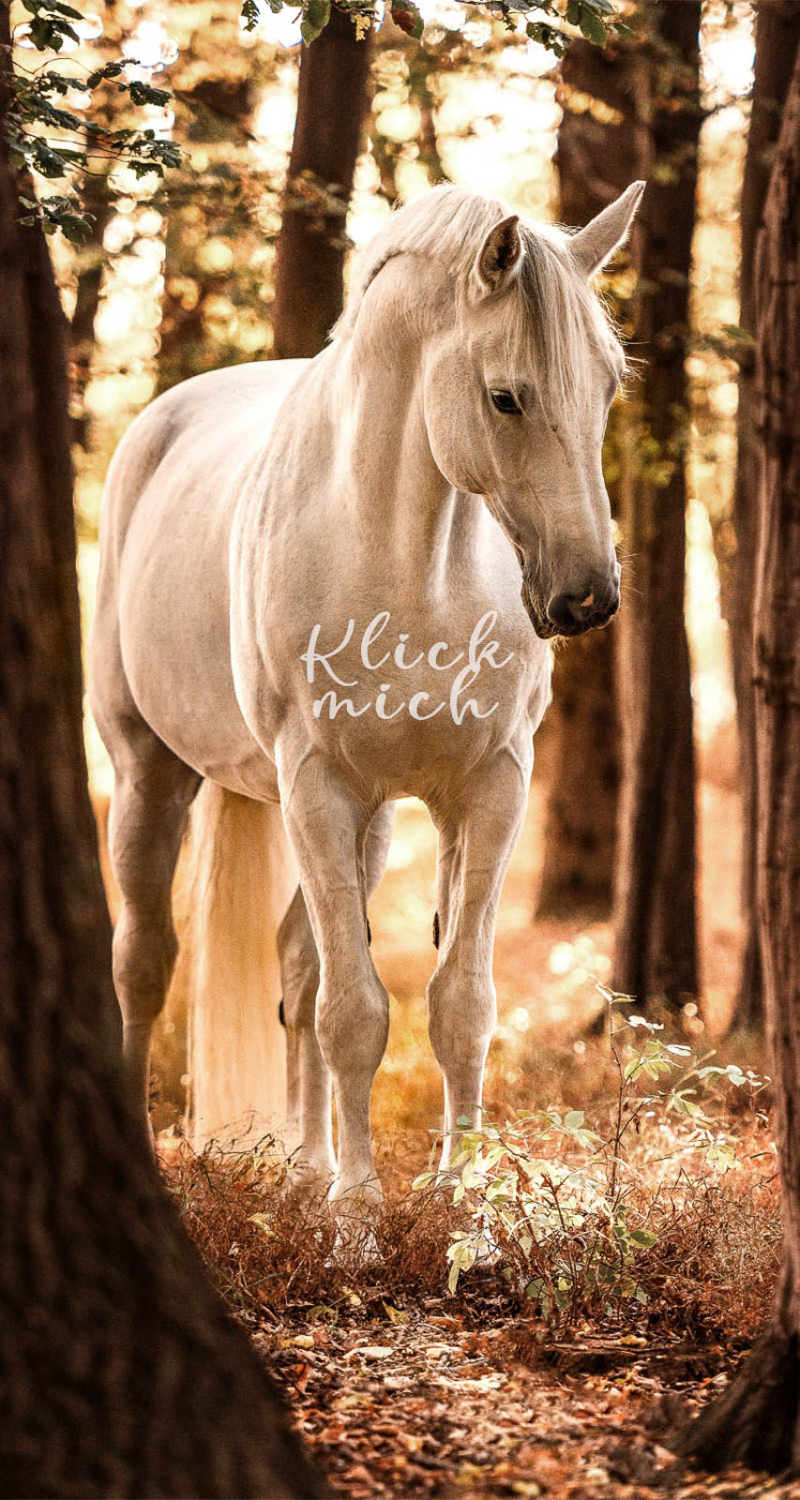 Ein weißes Pferd steht im Wald