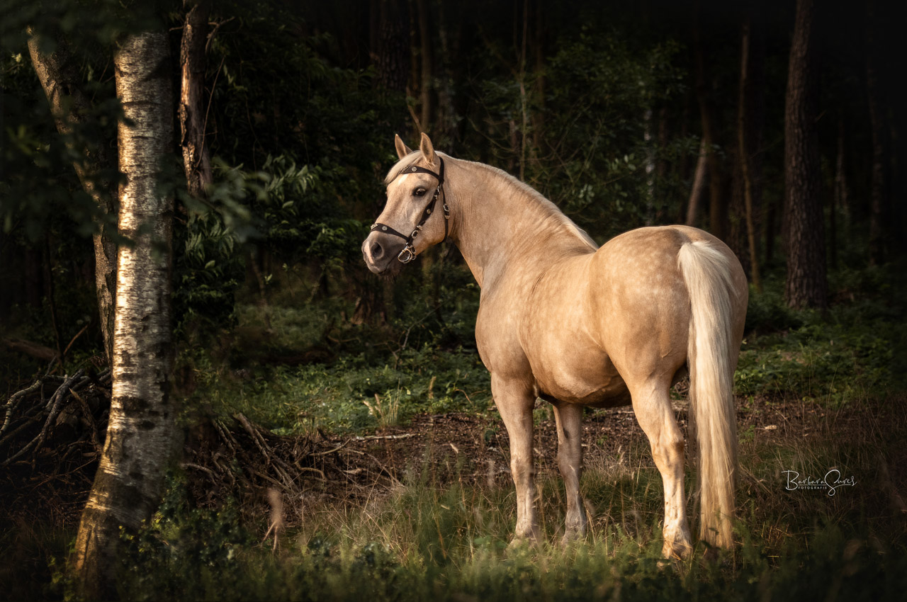 Ein Pferd steht im Wald