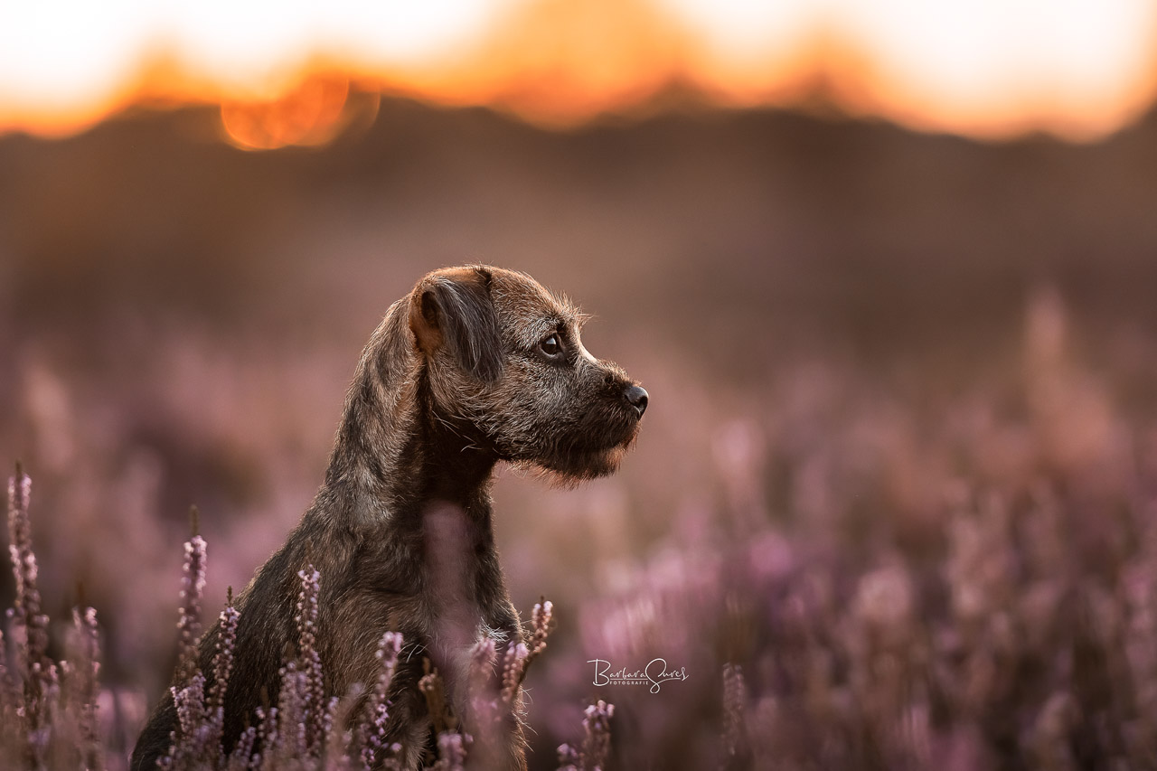 Hund sitzt zwischen der Heide im Sonnenuntergang