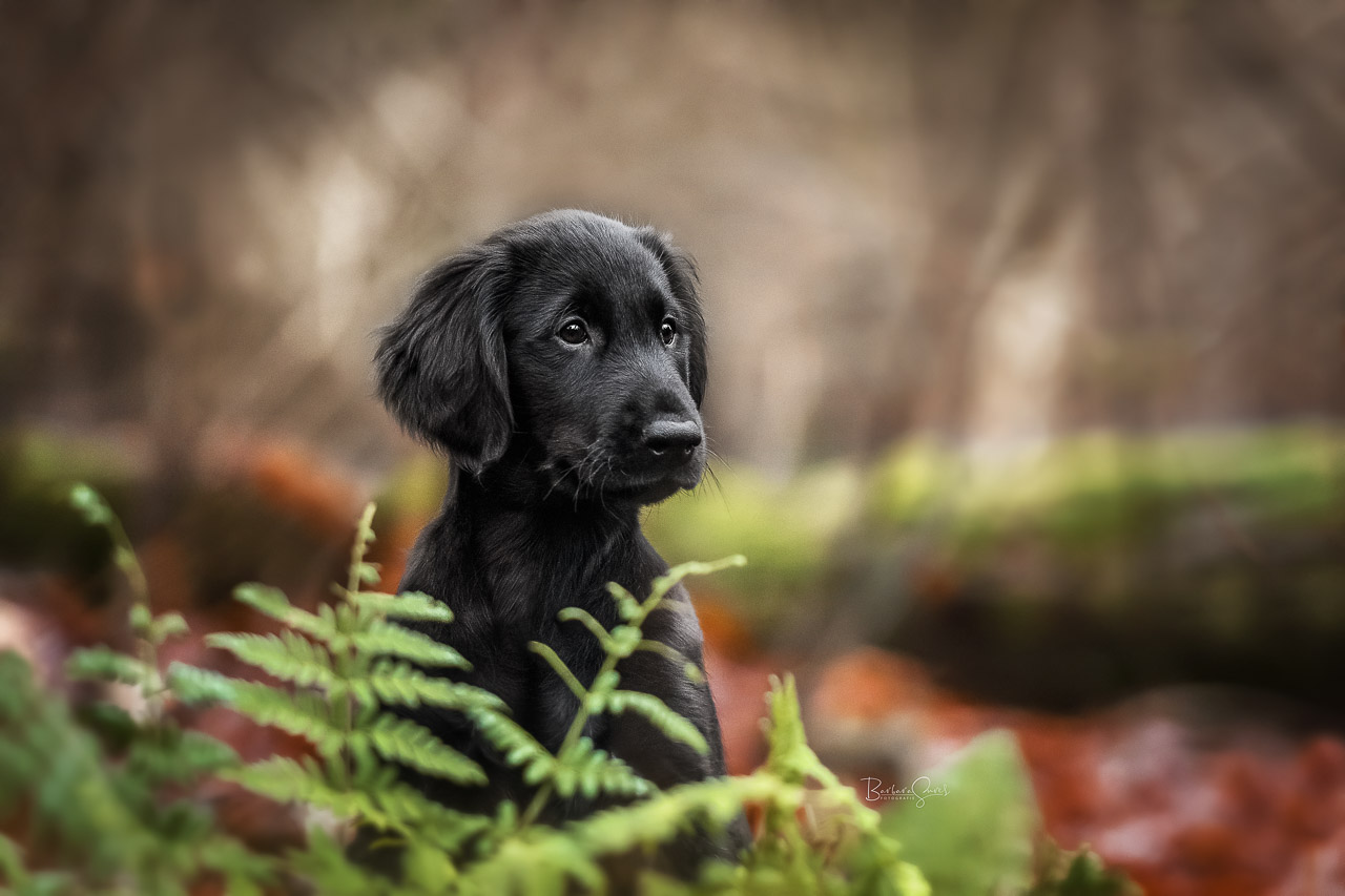 Welpe sitzt hinter einem Farn im Wald