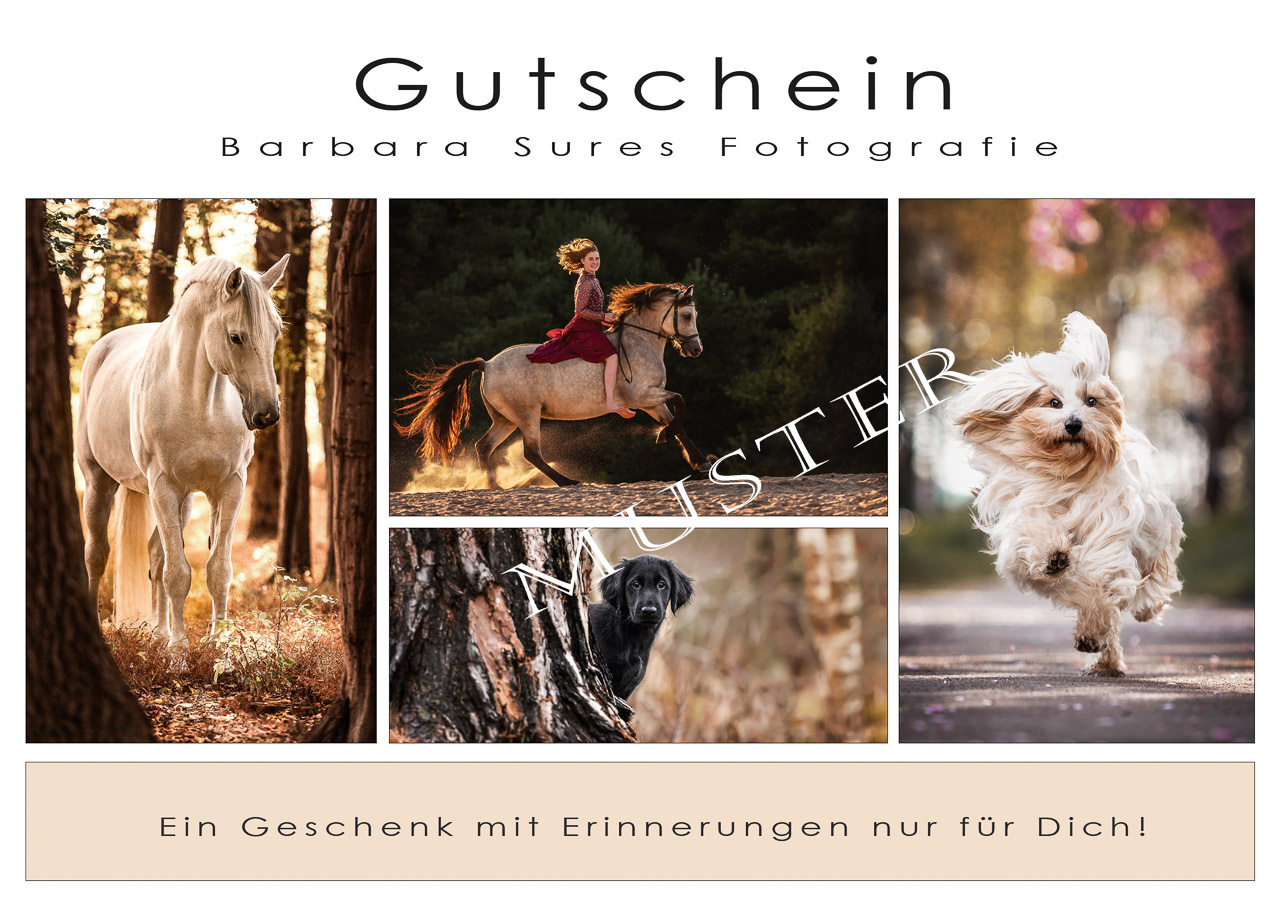 Gutschein für Hundefotografie und Pferdefotografie