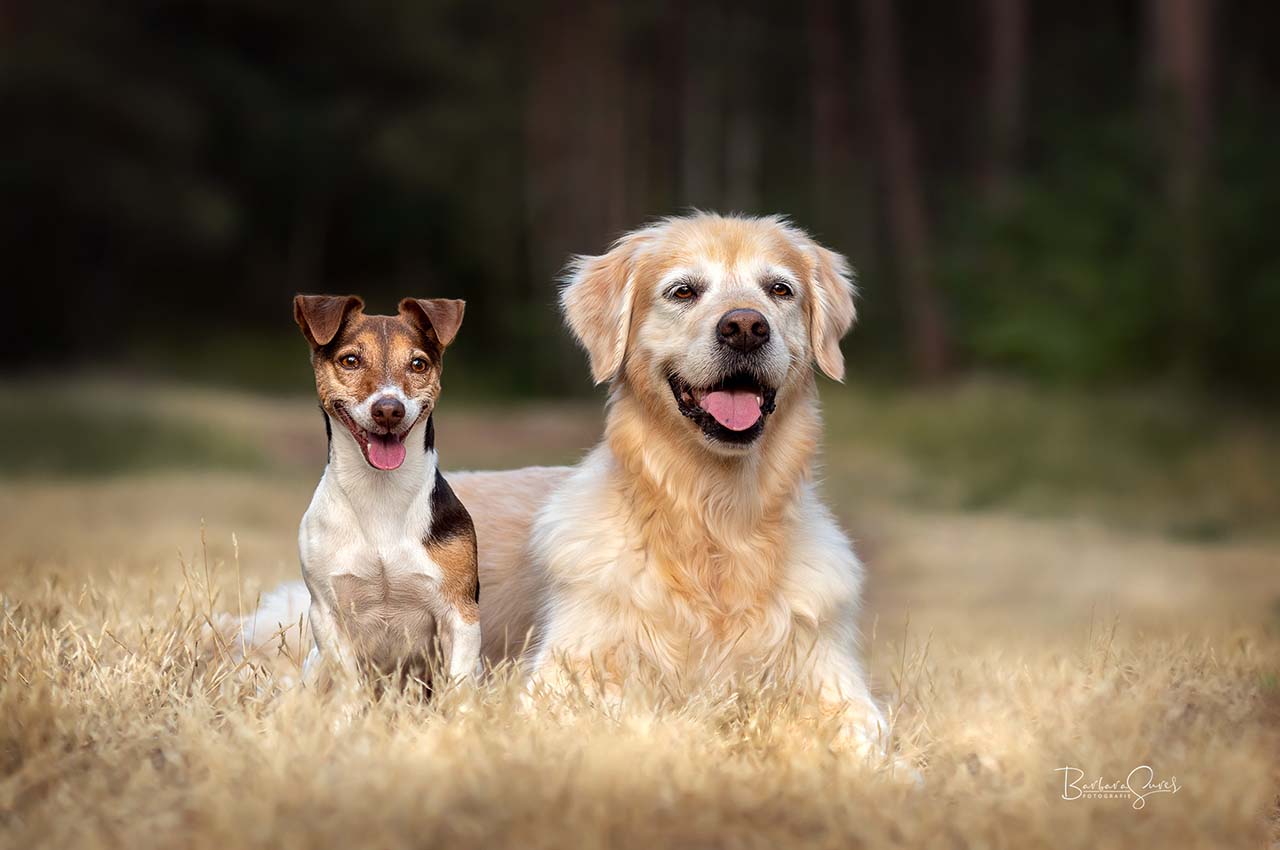 Zwei Hunde, Hund, Golden Retriever, Jack Russel, Hundefotografie, Fotografie