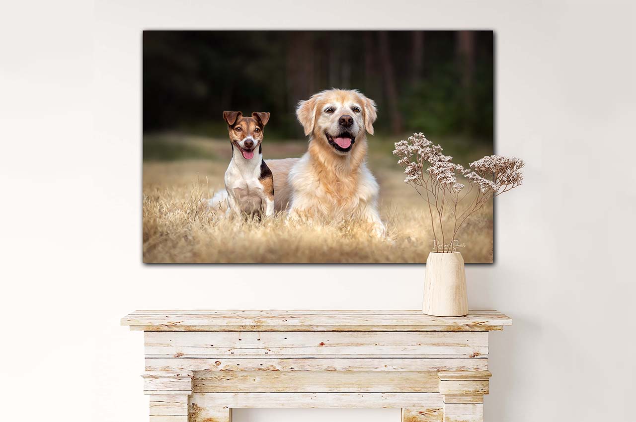 Wandbild, Hund, zwei Hunde, Foto mit Hund, Golden Retriever, Jack Russel